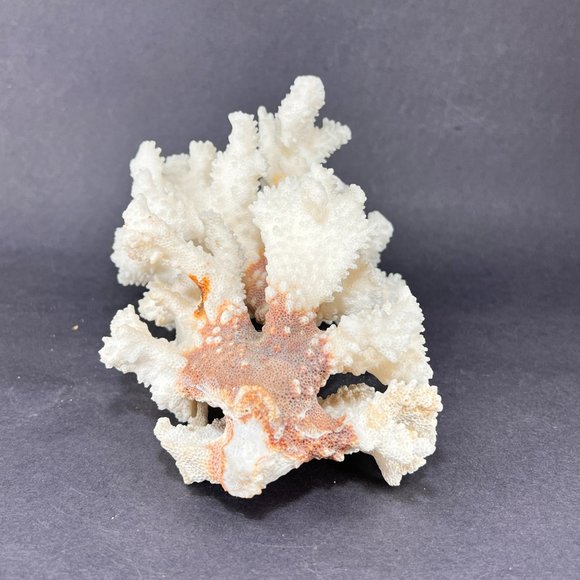 Natural White Coral Brown Stem Cluster Nautical Coastal Aquarium Decor 7" x 5" - Picture 6 of 13